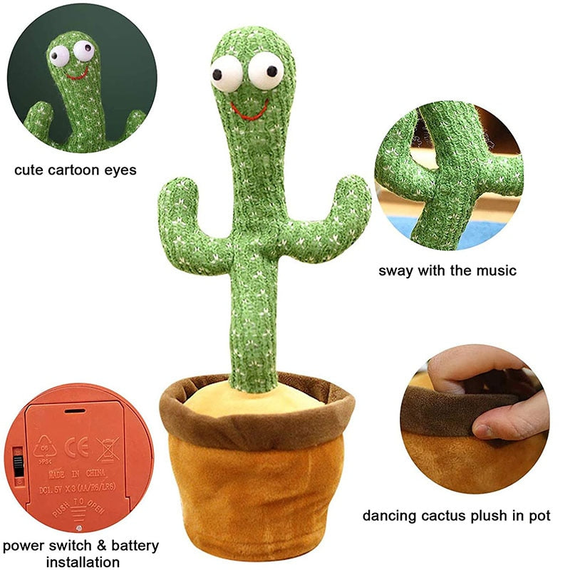 Baby Dancing Cactus